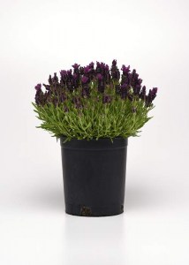 lavandula bandera deep purple 2